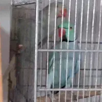ملنگو مولد تراکوییس و اوپال|پرنده|تهران, آسمان|دیوار