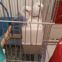 پابلو برزیلی|پرنده|اسلامآباد غرب, |دیوار