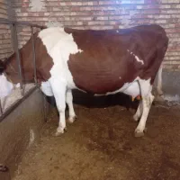 گاو سیمنتال|حیوانات مزرعه|تسوج, |دیوار