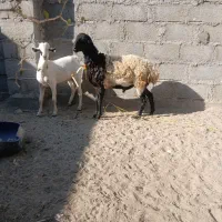 یک عدد بره نرچاق وسالم وهیکلی دست پابلند قیمت مفت