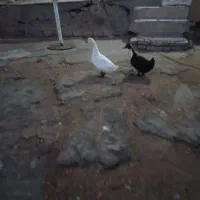 اردک