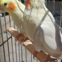 عروس هلندی مولد جفت