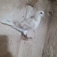 کفتر|پرنده|چناران, |دیوار