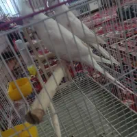 عروس هلندی