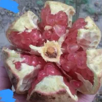 انار شیرین درجه یک