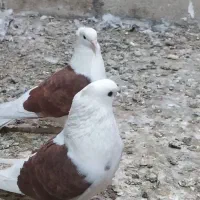 یه جفت دوبالی|پرنده|فاضل آباد, |دیوار