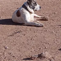 ماده دوساله فروشی