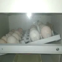 دستگاه جوجه کشی  شریکی