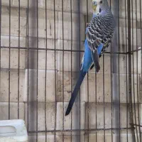 مرغ عشق دستی مولد