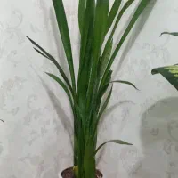 دو عدد گل و گلدان سرامیکی|گل و گیاه طبیعی|نورآباد, |دیوار