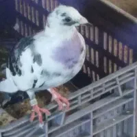 کبوتر|پرنده|کوچصفهان, |دیوار