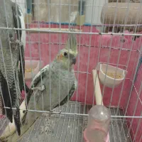 عروس هلندی جفت مولد|پرنده|فردیس, فرامرزیه|دیوار