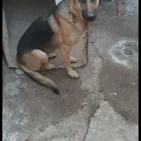 واگذاری|سگ|مشهد, هفت تیر (نه دره)|دیوار