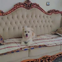 سگ پاپی رایگان