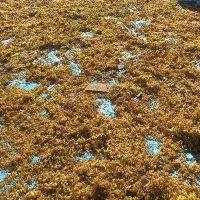 خرید سبزه تیزاب ودودی