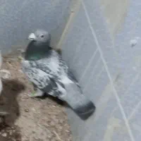 جوجه پلاکی
