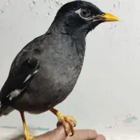 مینای سخنگورودروصحبت حاضرجواب