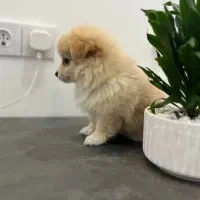 پامرین‌اشپیتز2ماهه عروسکی سایز ریز فقط۴/۳۰۰واگذاری|سگ|کرج, جهان‌شهر|دیوار