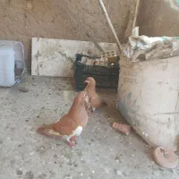 دوجفت مانتانی خوشکل