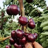 خرید بدون واسطه انواع ارقام نهال با کیفیت