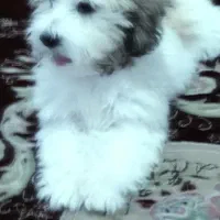 سگ پاکوتاه|سگ|دیواندره, |دیوار