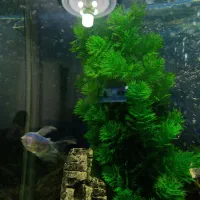 ۴تاماهی ۱۰۰ تومان