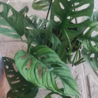 گل .پتوس ارتشی زیر گلدانی|گل و گیاه طبیعی|ورامین, ورامین|دیوار