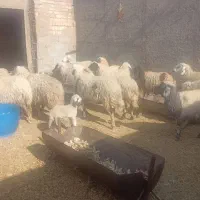 5 عدد کوور اوست سر مایع