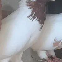 کبوتر پرستویی باغ وحشی طوقی|پرنده|مشگین شهر, |دیوار