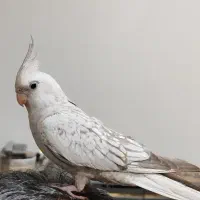 عروس هلندی ماده ایزابلا