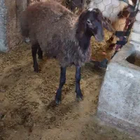 بره نر چاق