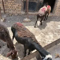 ۵دانه میش جوان کاور تقلی