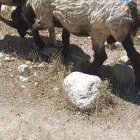 فروش برندیل سرحال