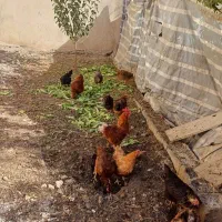 10تامرغ تخم گذار