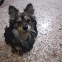 سگ گمشده|سگ|شوشتر, |دیوار