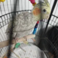 عروس هلندی جفت|پرنده|قم, زند آباد|دیوار