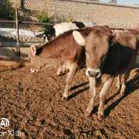 گوساله|حیوانات مزرعه|تربت‌حیدریه, پائین ولایت|دیوار