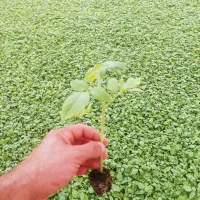 فروش نشاء گوجه|خدمات باغبانی و درختکاری|کاکی, |دیوار