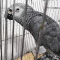 کاسکو من گمشده