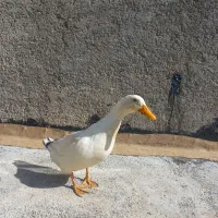 مرغ و خروس و اردک|حیوانات مزرعه|هشتگرد, هشتگرد قدیم|دیوار