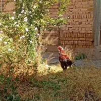 خروس لاری