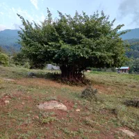 زمین مسکونی توی بافت روستا،واقع درروستای بالاچلی|فروش زمین و ملک کلنگی|فاضل آباد, |دیوار