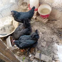 تخم مرغ نطفه دار ..نژاد ایام سمانی  .سیاه