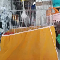قفس برای عروس هلندی...