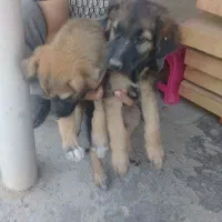 واگذاری توله ژرمن