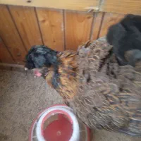 مرغ کاکولی با ۱۳ تا جوجه|حیوانات مزرعه|اطاقور, |دیوار