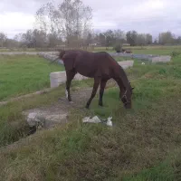 فروش نریان عرب ایرانی ۵ سال|اسب و تجهیزات اسبسواری|خشکبیجار, |دیوار