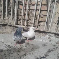 کفتر پرشی پاکستانی پرش بالا جفت هستن|پرنده|تهران, سعیدآباد|دیوار