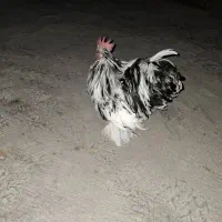 خروس  کوشین