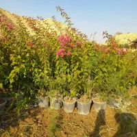 گل کاغذی صورتی و سفید